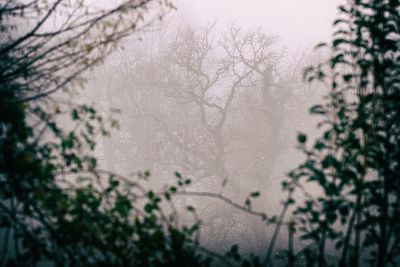 Scenic view of snow covered trees against sky