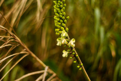 Close-up of flowering plant on field