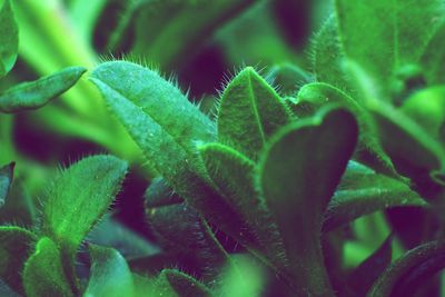 Full frame shot of succulent plant