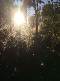 Close-up of trees against sunlight