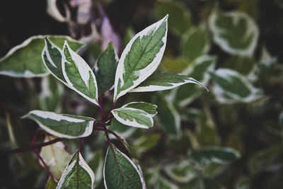 Close-up of green leaves