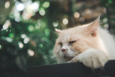 Cute white persian cat lying on floor outdoor, pet and animal concept