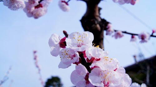 Close-up of pink cherry blossom