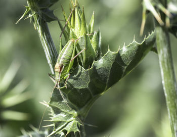 Close-up of insect on plant