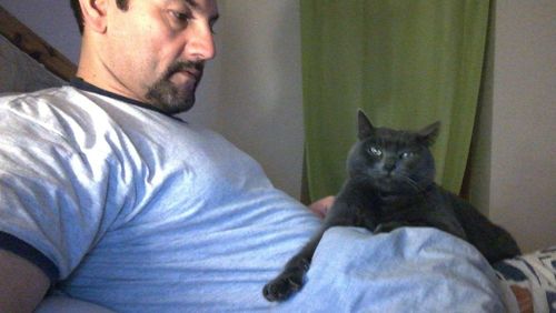 Portrait of cat sitting on sofa at home