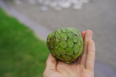 Close-up of hand holding fruit