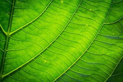 Green leaves with detailed lines and surface.