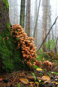 Close-up of mushrooms growing on tree trunk