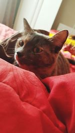 Close-up of cat on bed at home