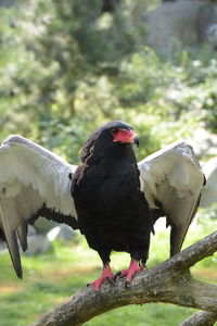 bird