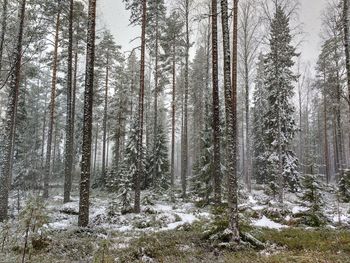 Pine trees in forest during winter