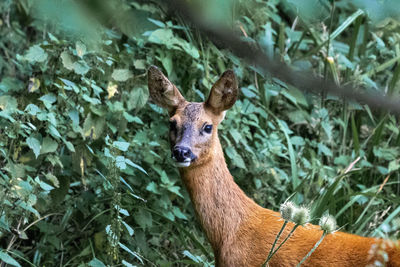 Portrait of deer in forest