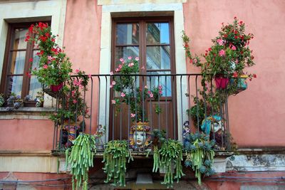 Potted plants against window of building