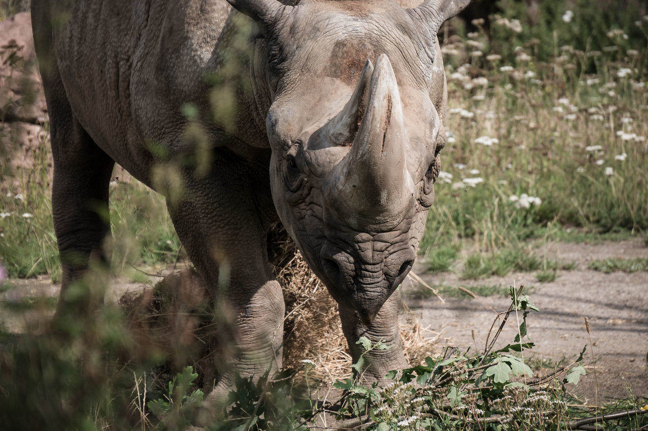 animal themes, one animal, animals in the wild, wildlife, mammal, standing, nature, zoo, field, side view, forest, herbivorous, elephant, zoology, outdoors, day, grass, livestock, no people, safari animals