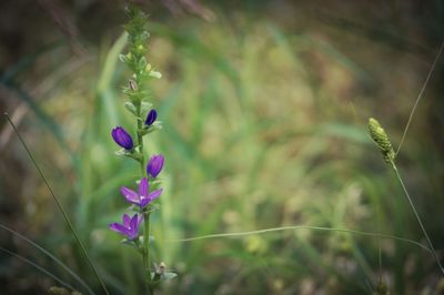 Close-up of plant against blurred background
