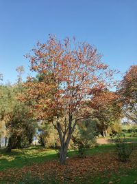 Trees in park against sky during autumn