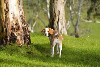 View of a dog on field