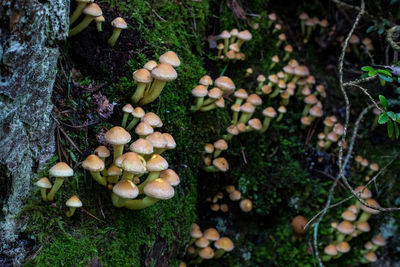 High angle view of mushrooms growing on field