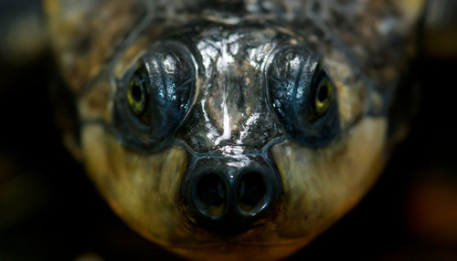 Close-up of soft shell turtle