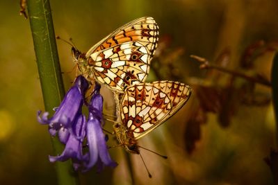 High angle view of butterflies on purple flowers