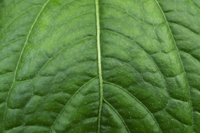 Full frame shot of wet green leaves during rainy season