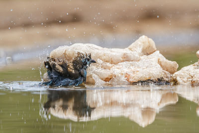 High angle view of man swimming in lake