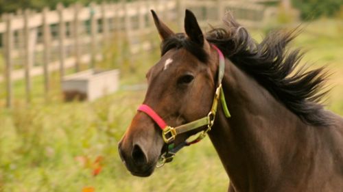 Horse in ranch