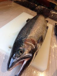 Close-up of fish for sale