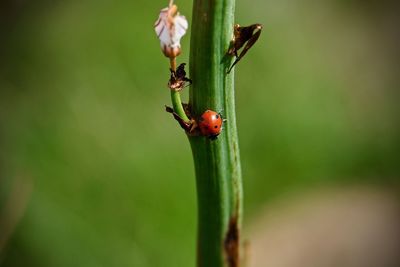 Close-up of ladybug on plant