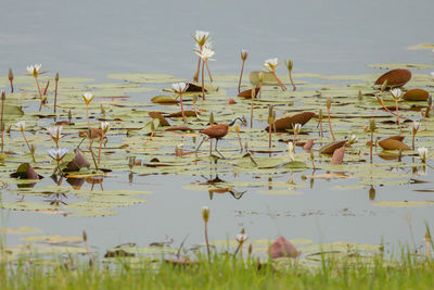 Birds in lake