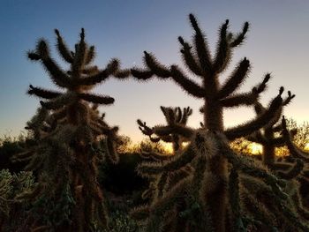 Low angle view of trees against clear sky
