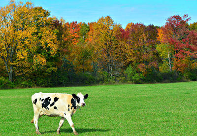View of a cow in a field 