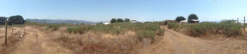 Panoramic view of agricultural field against clear sky