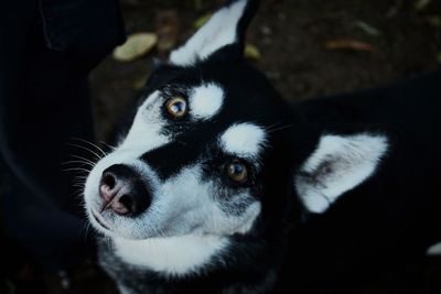 Close-up of beautiful husky