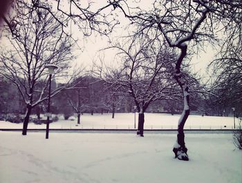 Bare trees on snow covered landscape