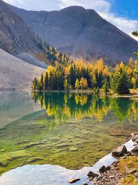 Larch reflections in mountain lake