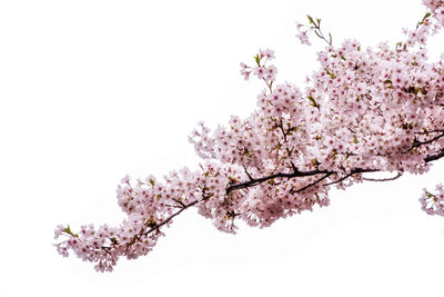 Low angle view of cherry blossom tree against clear sky