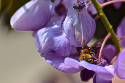 Close-up of bee pollinating on purple flower