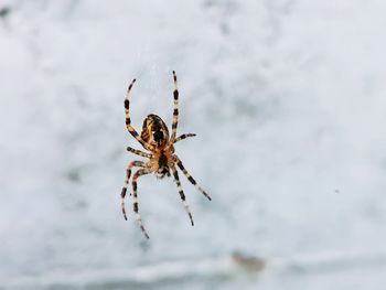 Close-up of spider