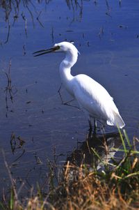 High angle view of gray heron by lake