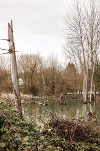 Bare trees in lake against sky