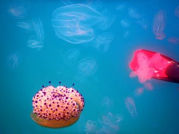 Close-up of jellyfish swimming in sea