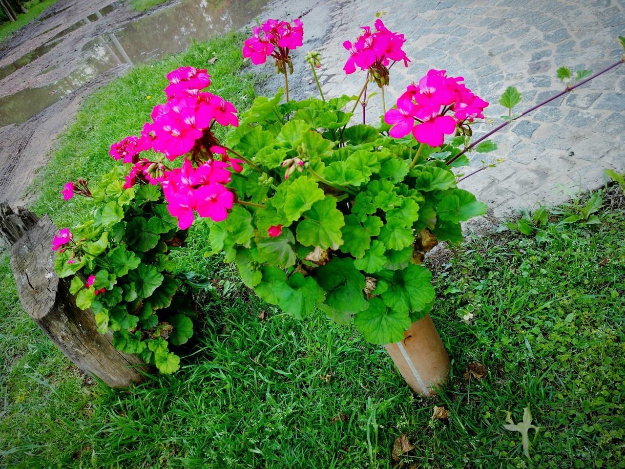 PINK FLOWERS GROWING ON PLANT BY GARDEN