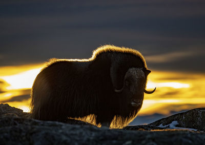 American bison standing on mountain against cloudy sky during sunset