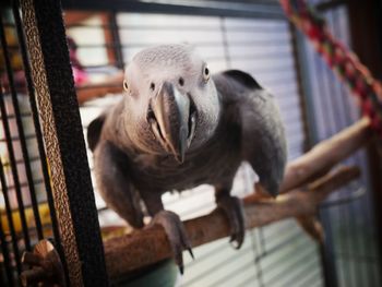 Close-up of bird in cage