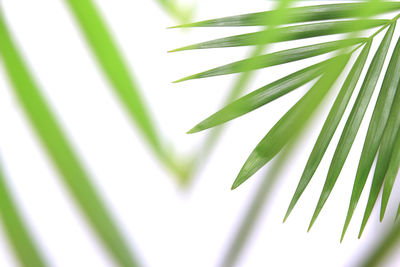 Tropical nature green palm leaf isolated pattern background with blurred tree