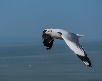 Seagull flying in the sky