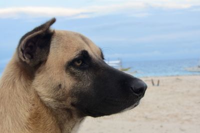 Close-up of dog looking away