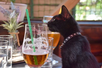 Close-up of a cat with beer glass