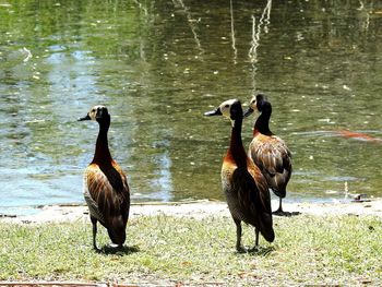 Ducks on a lake